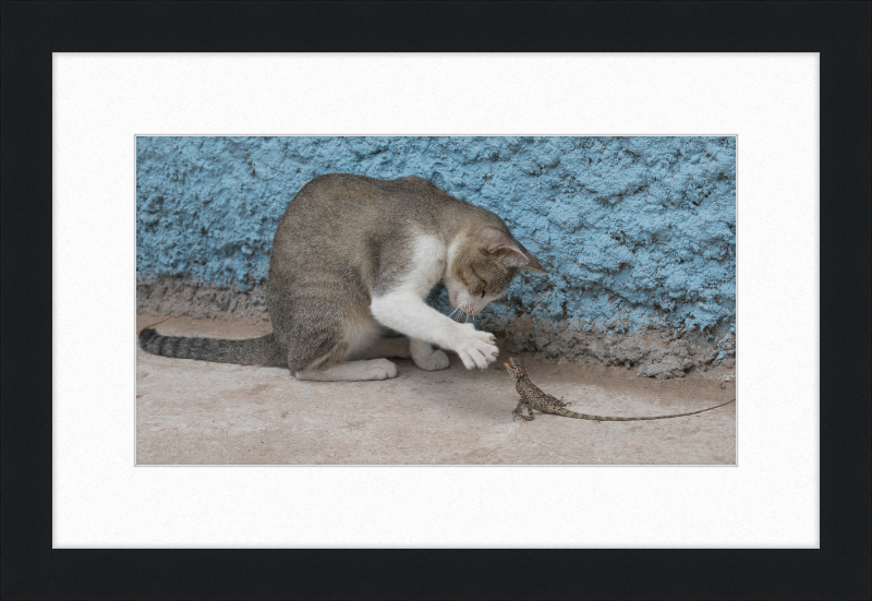 The Cat and the Lizard - Great Pictures Framed