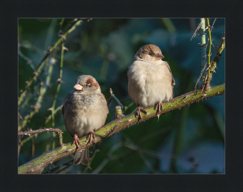 House Sparrows - Great Pictures Framed