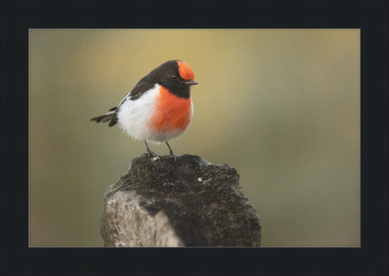 Red-capped Robin - Bimbi - Great Pictures Framed