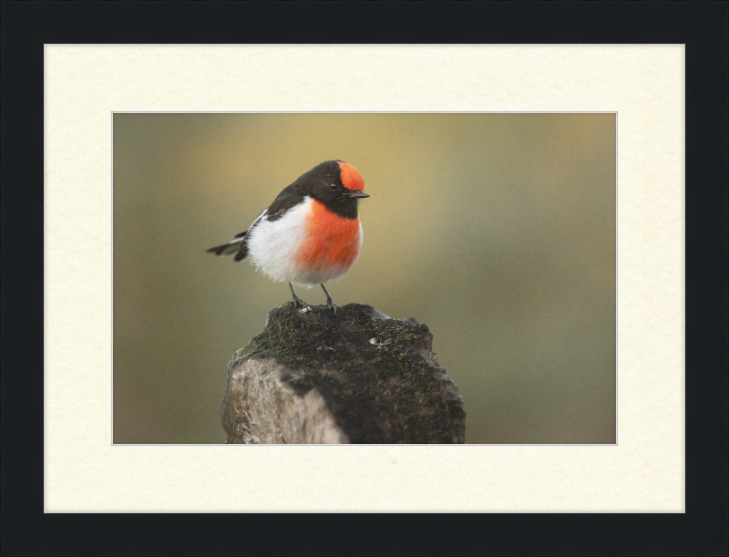 Red-capped Robin - Bimbi - Great Pictures Framed