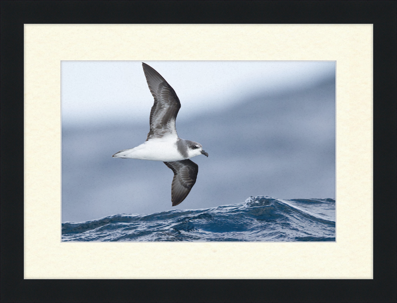 Pterodroma mollis - Tasmania - Great Pictures Framed