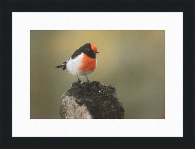 Red-capped Robin - Bimbi - Great Pictures Framed