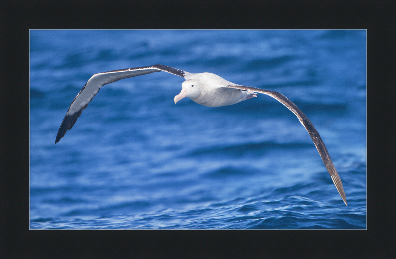 Diomedea Exulans in flight - SE Tasmania - Great Pictures Framed
