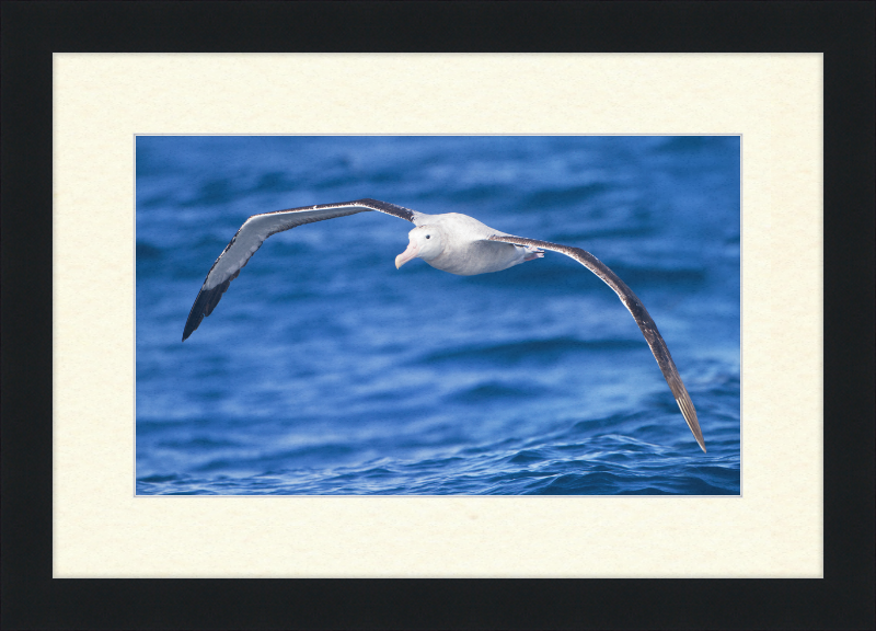 Diomedea Exulans in flight - SE Tasmania - Great Pictures Framed