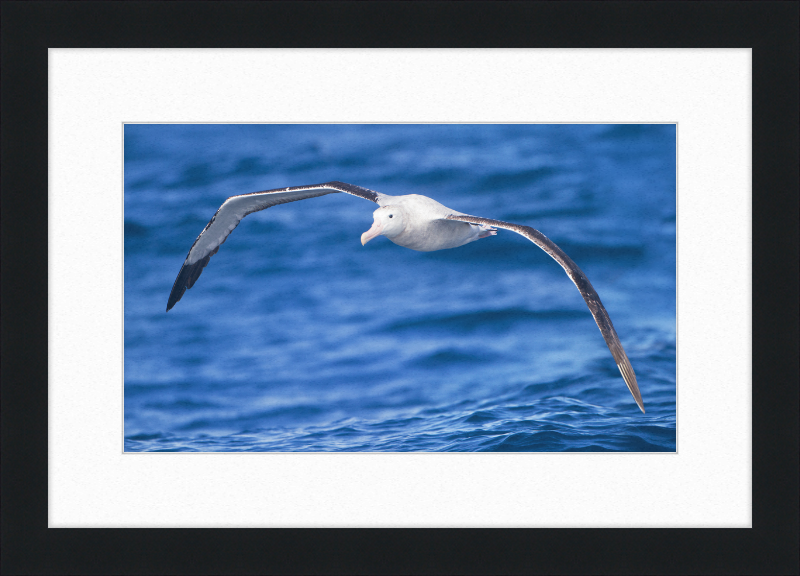 Diomedea Exulans in flight - SE Tasmania - Great Pictures Framed