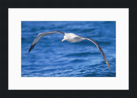 Diomedea Exulans in flight - SE Tasmania - Great Pictures Framed