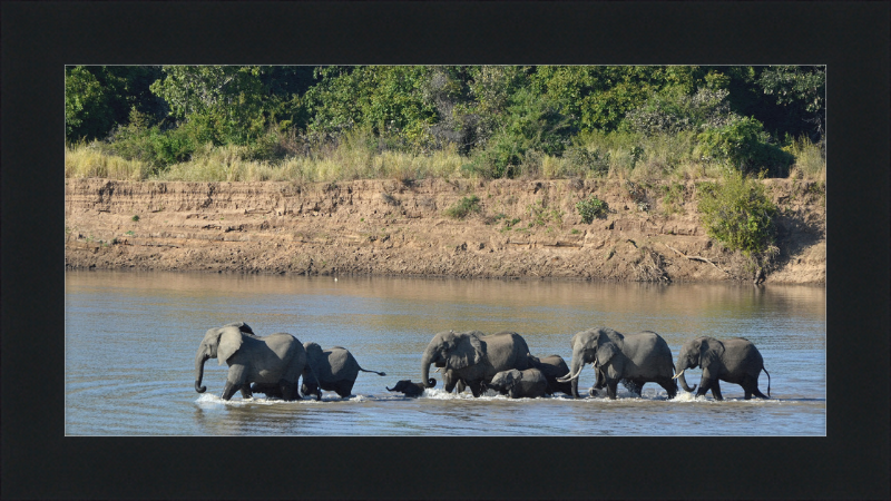 Loxodonta africana South Luangwa National Park (1) - Great Pictures Framed