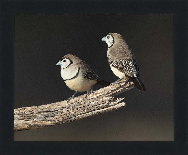 Taeniopygia bichenovii - Glen Alice - Great Pictures Framed