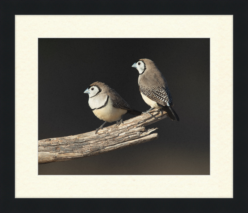 Taeniopygia bichenovii - Glen Alice - Great Pictures Framed