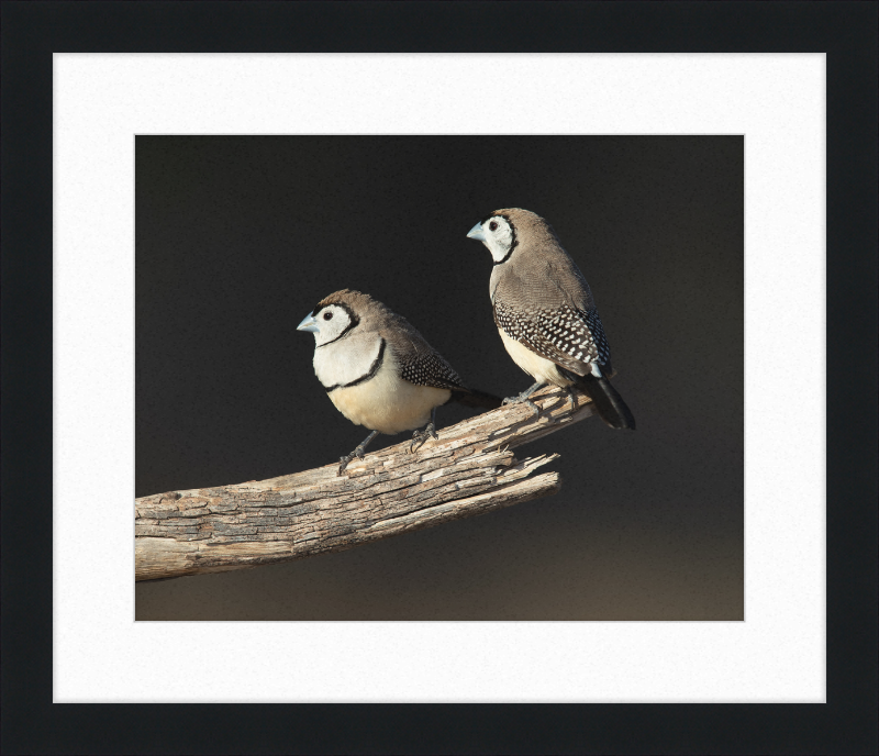 Taeniopygia bichenovii - Glen Alice - Great Pictures Framed