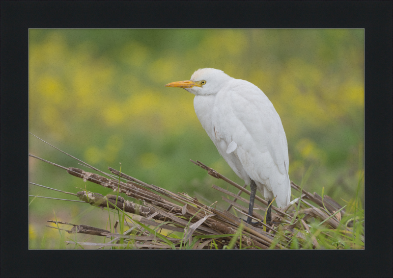 Cattle Egret on a Lake South of Tunis - Great Pictures Framed