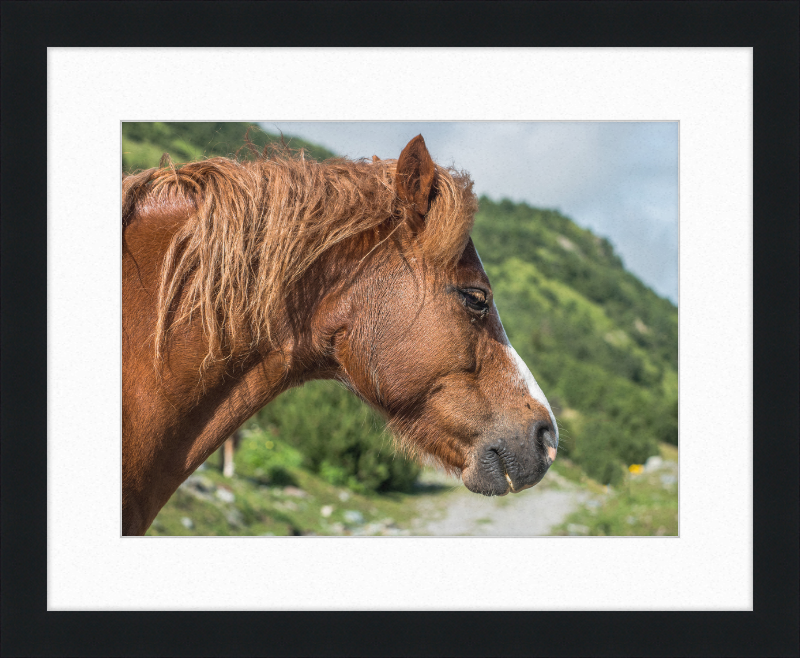 Galtar - Pferdekopf - Great Pictures Framed