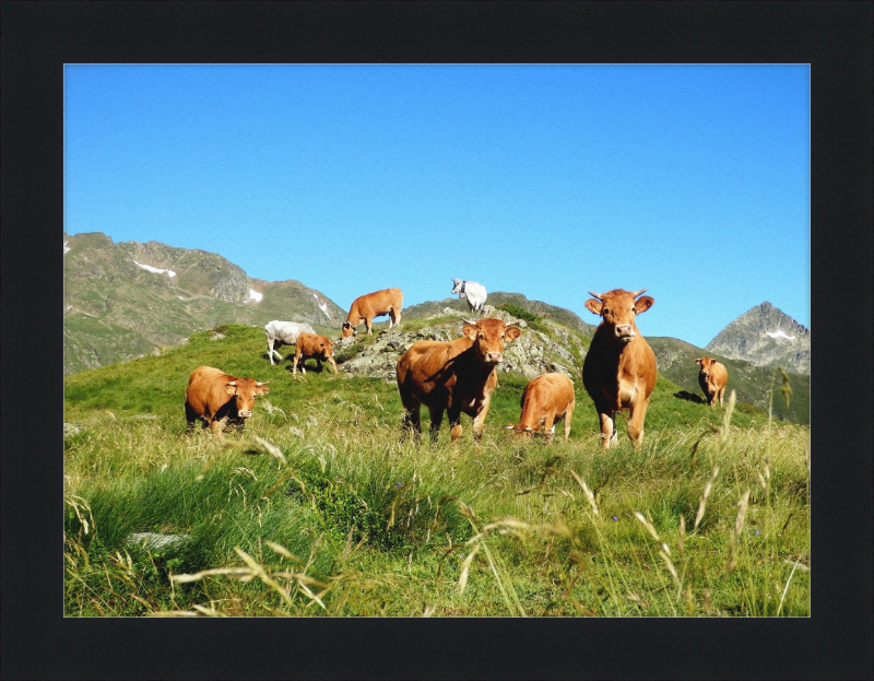 Ariege's Cows - Great Pictures Framed