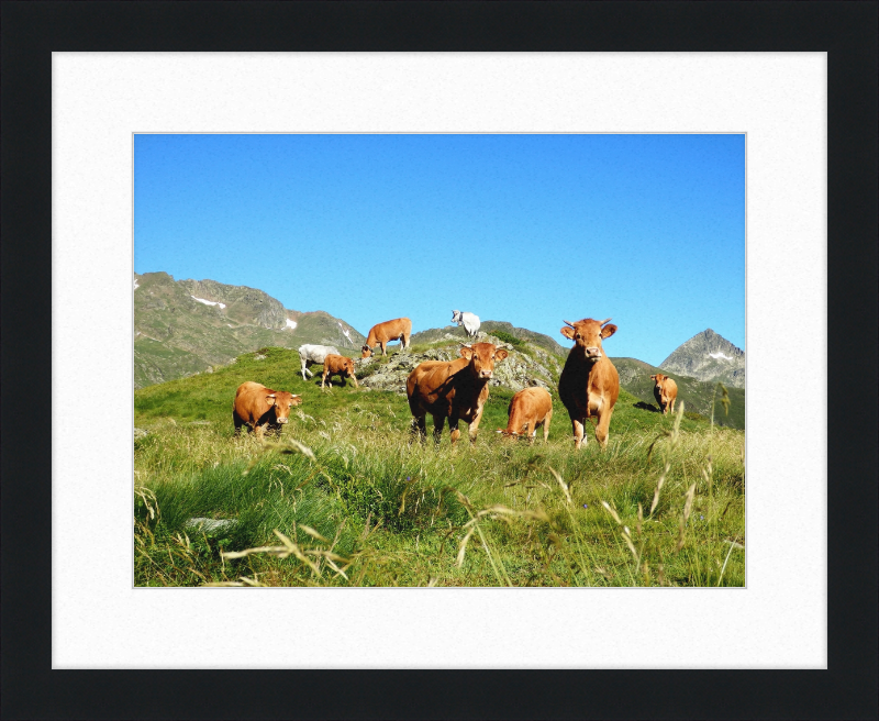Ariege's Cows - Great Pictures Framed