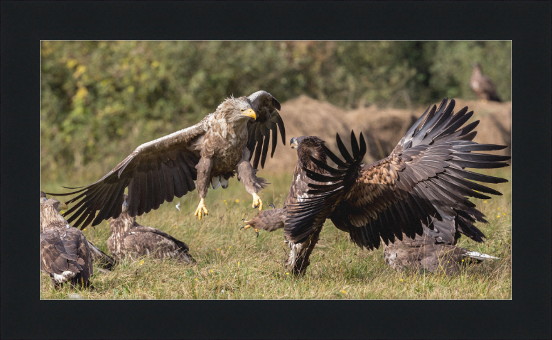 Fighting White-Tailed Eagles - Great Pictures Framed