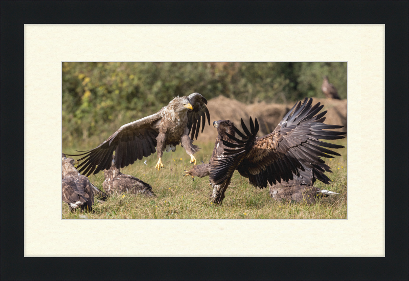 Fighting White-Tailed Eagles - Great Pictures Framed