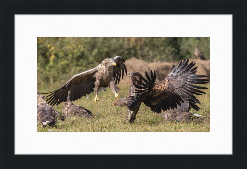 Fighting White-Tailed Eagles - Great Pictures Framed