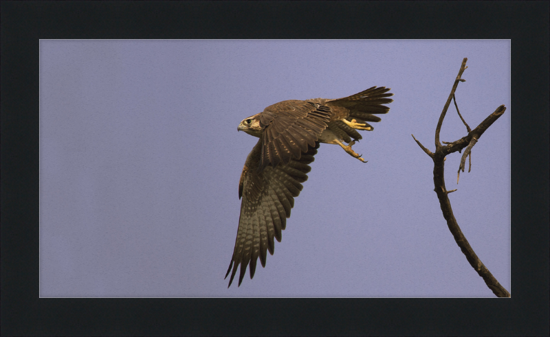 Laggar Falcon in Flight - Great Pictures Framed