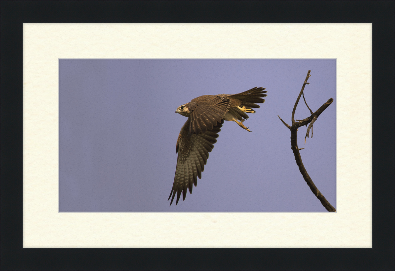 Laggar Falcon in Flight - Great Pictures Framed