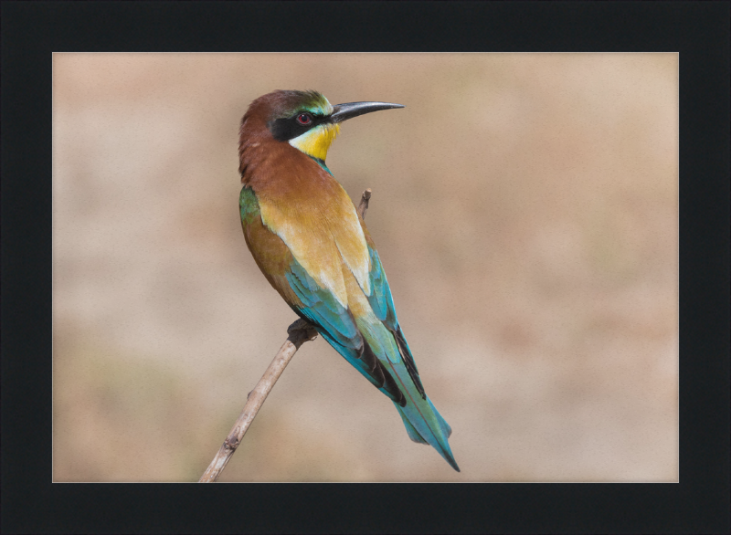 European Bee-eater - Great Pictures Framed