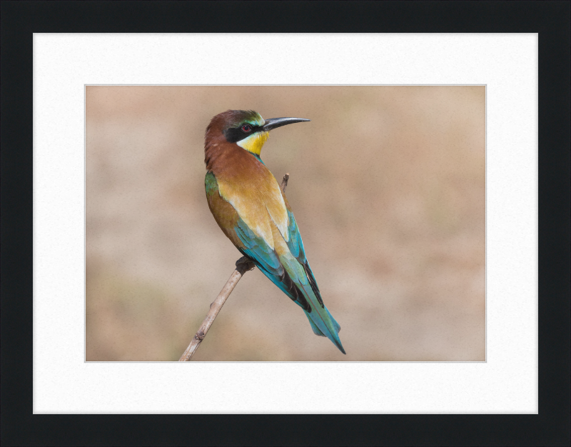 European Bee-eater - Great Pictures Framed