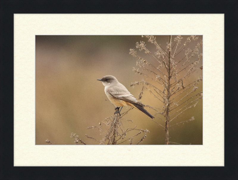 Sayornis Saya - Great Pictures Framed