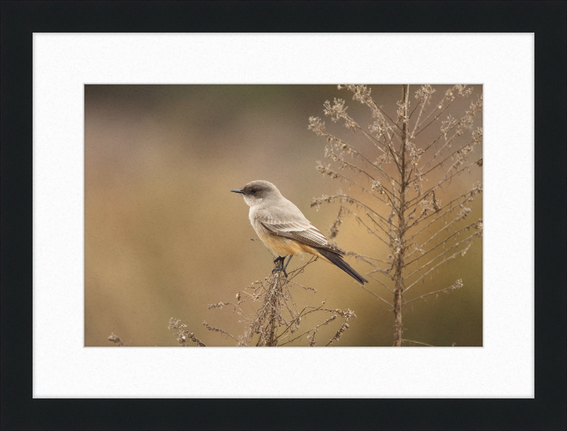 Sayornis Saya - Great Pictures Framed