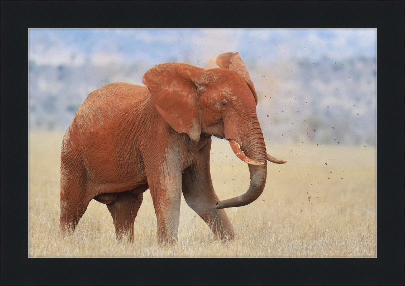 Red Elephant in Dirt - Great Pictures Framed