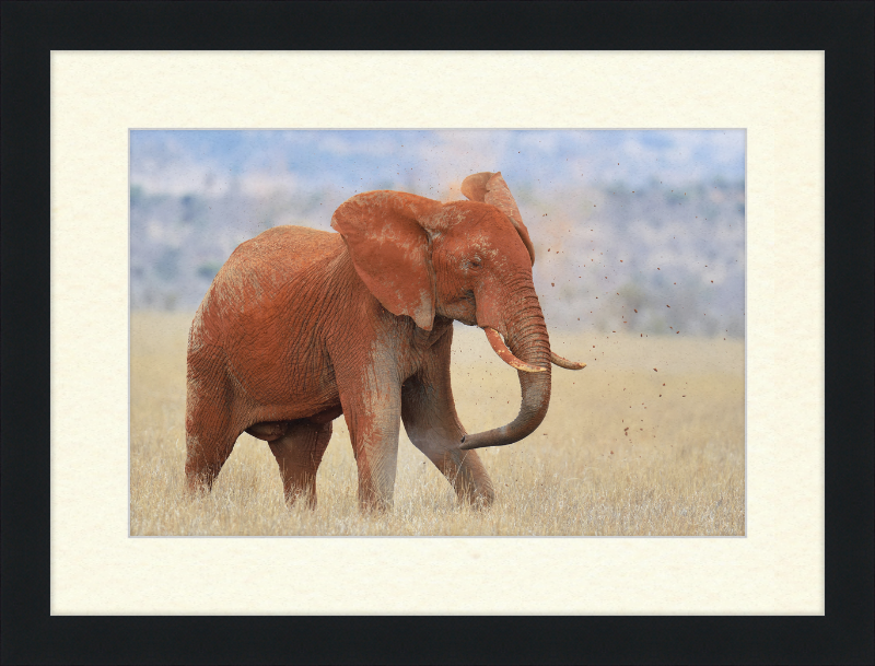 Red Elephant in Dirt - Great Pictures Framed