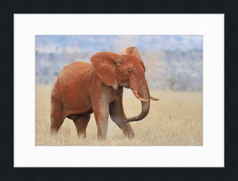 Red Elephant in Dirt - Great Pictures Framed