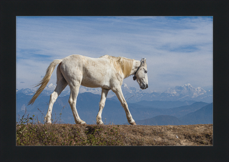 Domestic Horse at Suryachaur with the mountains in the Back - Great Pictures Framed