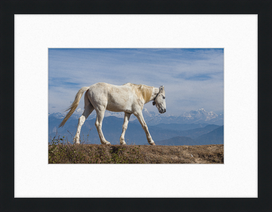 Domestic Horse at Suryachaur with the mountains in the Back - Great Pictures Framed