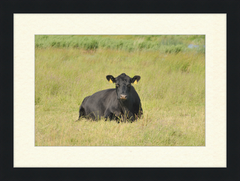 Skjern Enge - Great Pictures Framed