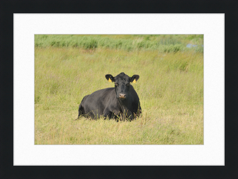 Skjern Enge - Great Pictures Framed
