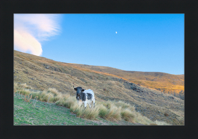 Cow in Sierra Nevada National Park - Great Pictures Framed