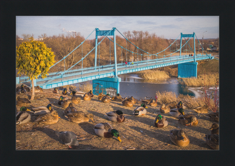 Ducks on the Embankment - Great Pictures Framed