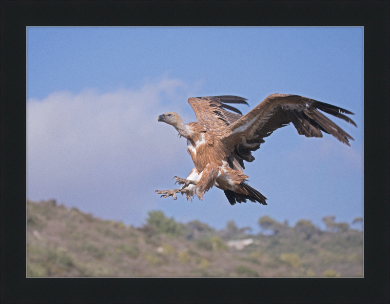 The Flight of a Griffon - Great Pictures Framed