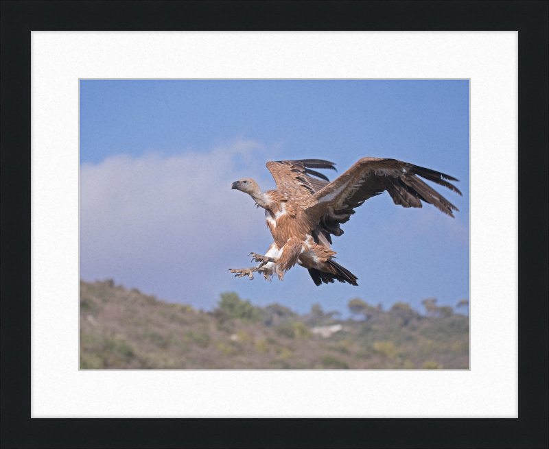 The Flight of a Griffon - Great Pictures Framed