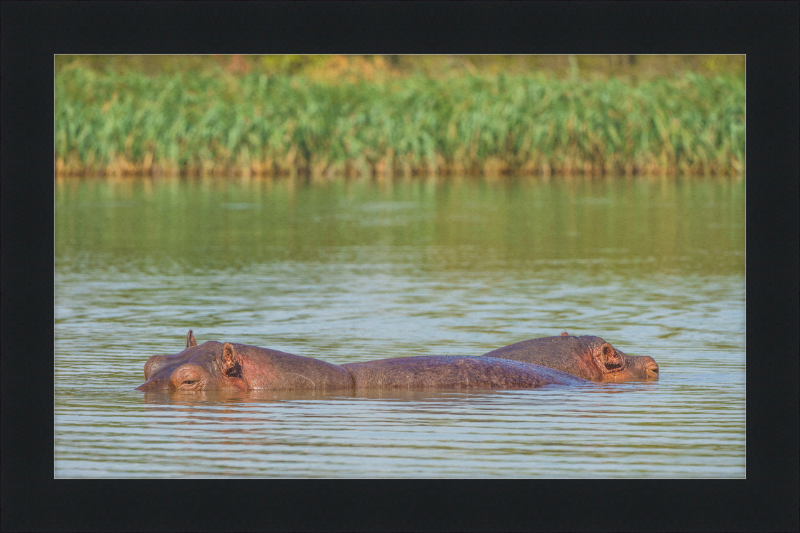Hippos – Lake Tana near Bahir Dar, Ethiopia - Great Pictures Framed