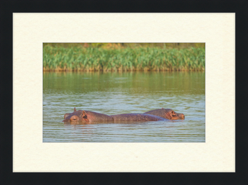 Hippos – Lake Tana near Bahir Dar, Ethiopia - Great Pictures Framed
