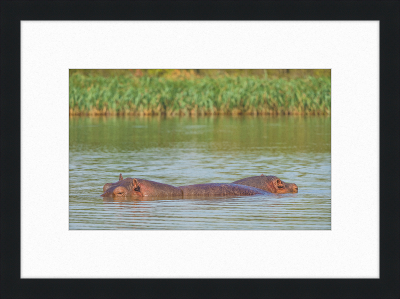Hippos – Lake Tana near Bahir Dar, Ethiopia - Great Pictures Framed