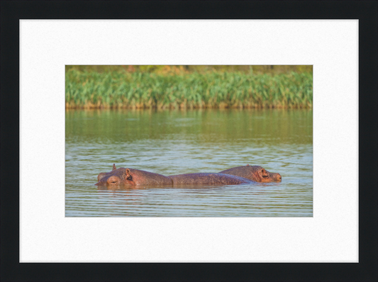 Hippos – Lake Tana near Bahir Dar, Ethiopia - Great Pictures Framed