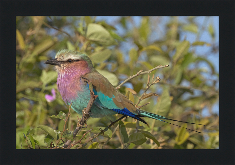 Lilac-Breasted Roller (Coracias Caudatus Caudatus) Botswana - Great Pictures Framed