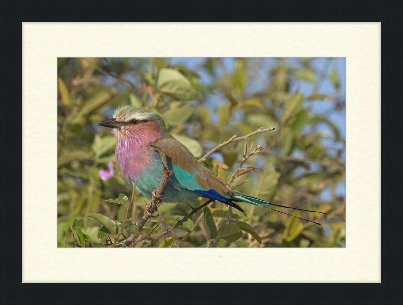 Lilac-Breasted Roller (Coracias Caudatus Caudatus) Botswana - Great Pictures Framed