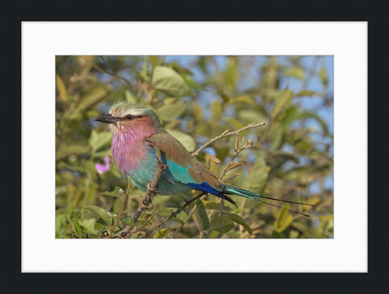 Lilac-Breasted Roller (Coracias Caudatus Caudatus) Botswana - Great Pictures Framed
