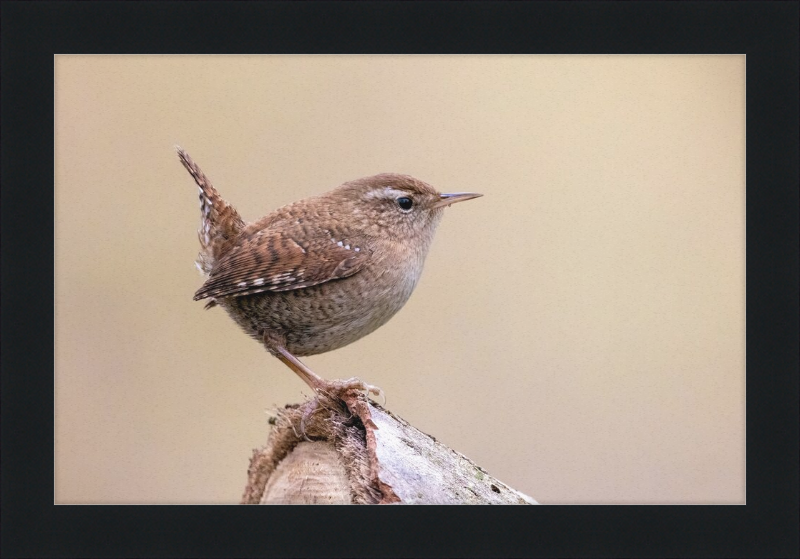 Eurasian Wren - Great Pictures Framed