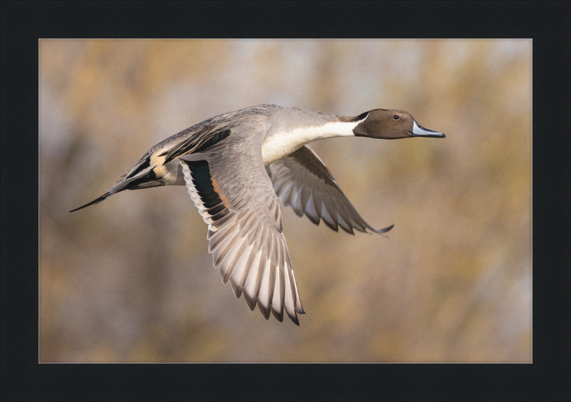 Male Northern Pintail (Anas Acuta) In Flight at Llano Seco - Great Pictures Framed