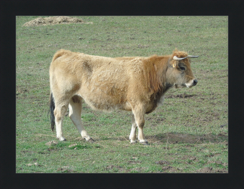 A Portrait of the San Emiliano Bull - Great Pictures Framed