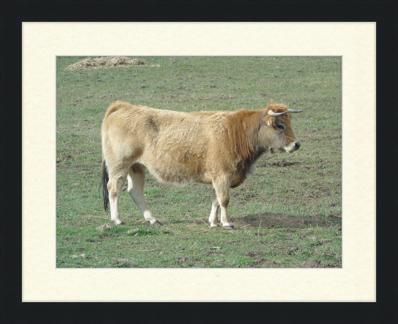 A Portrait of the San Emiliano Bull - Great Pictures Framed