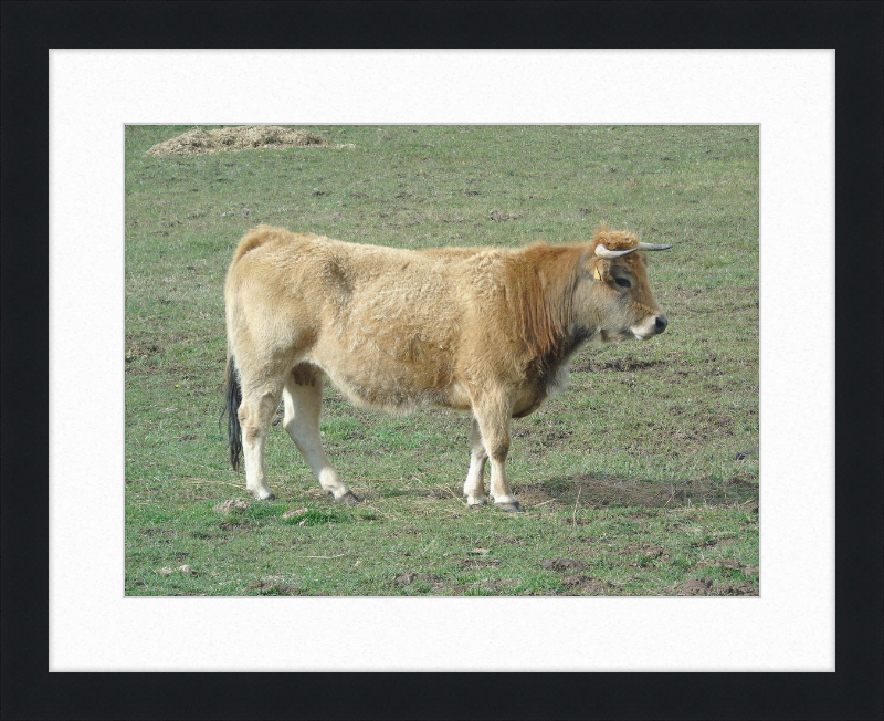 A Portrait of the San Emiliano Bull - Great Pictures Framed